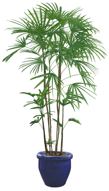 background tree pot